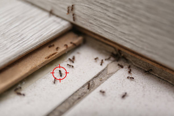 Reliable Eldridge, IA Pest Control Solutions