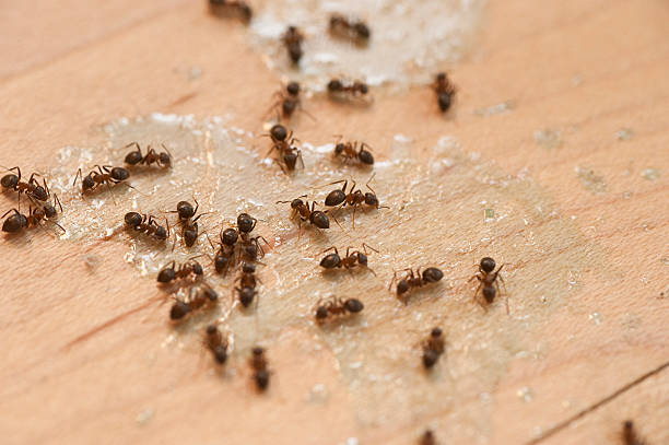 Best Exterminator Services  in Eldridge, IA